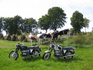 Kuh-Fotosession am Westwall bei Paustenbach