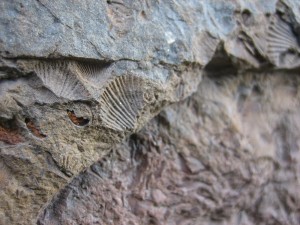 Fossile Spuren in den Burgmauern