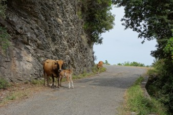 Entspannte Kuh am Wegesrand